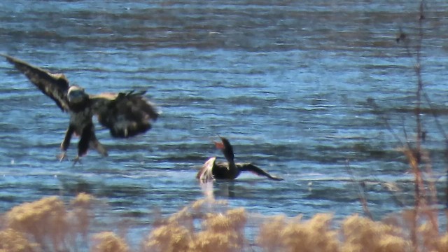 Bald Eagle - ML650602905