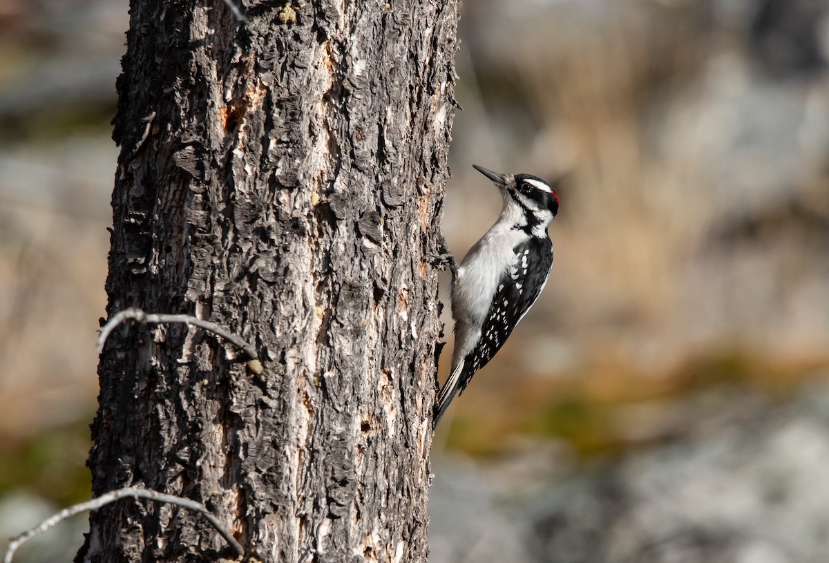 hårspett - ML650602915