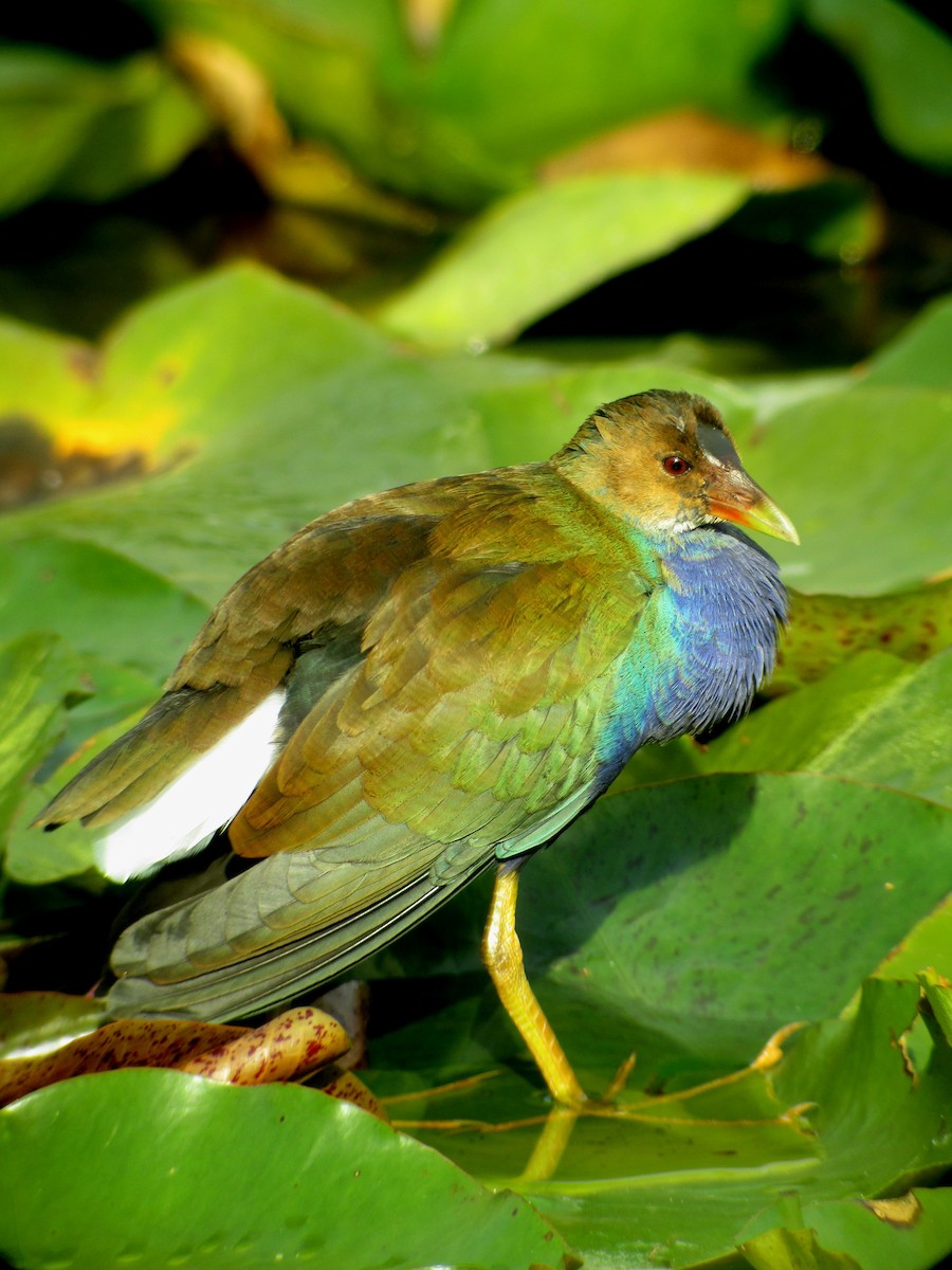 Purple Gallinule - ML65060301
