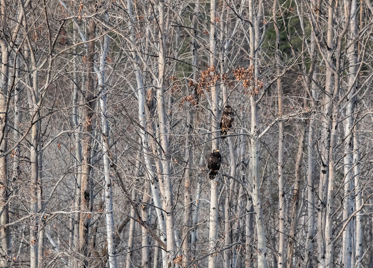 hvithodehavørn - ML650603037