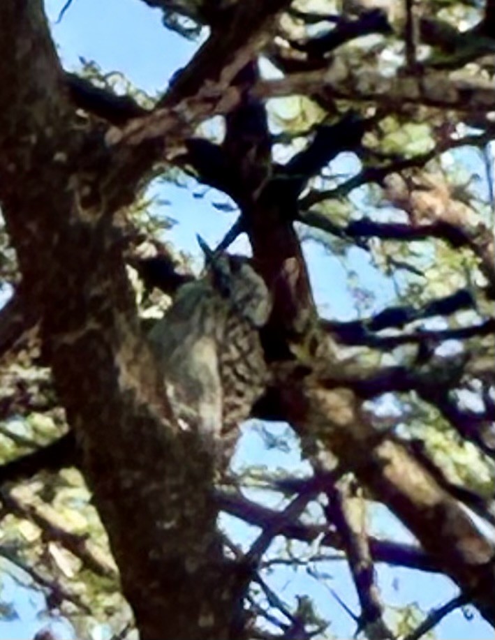 Cardinal Woodpecker - ML650603087