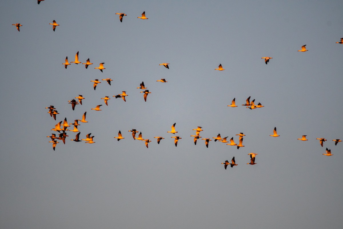 Snow Goose - ML650603199