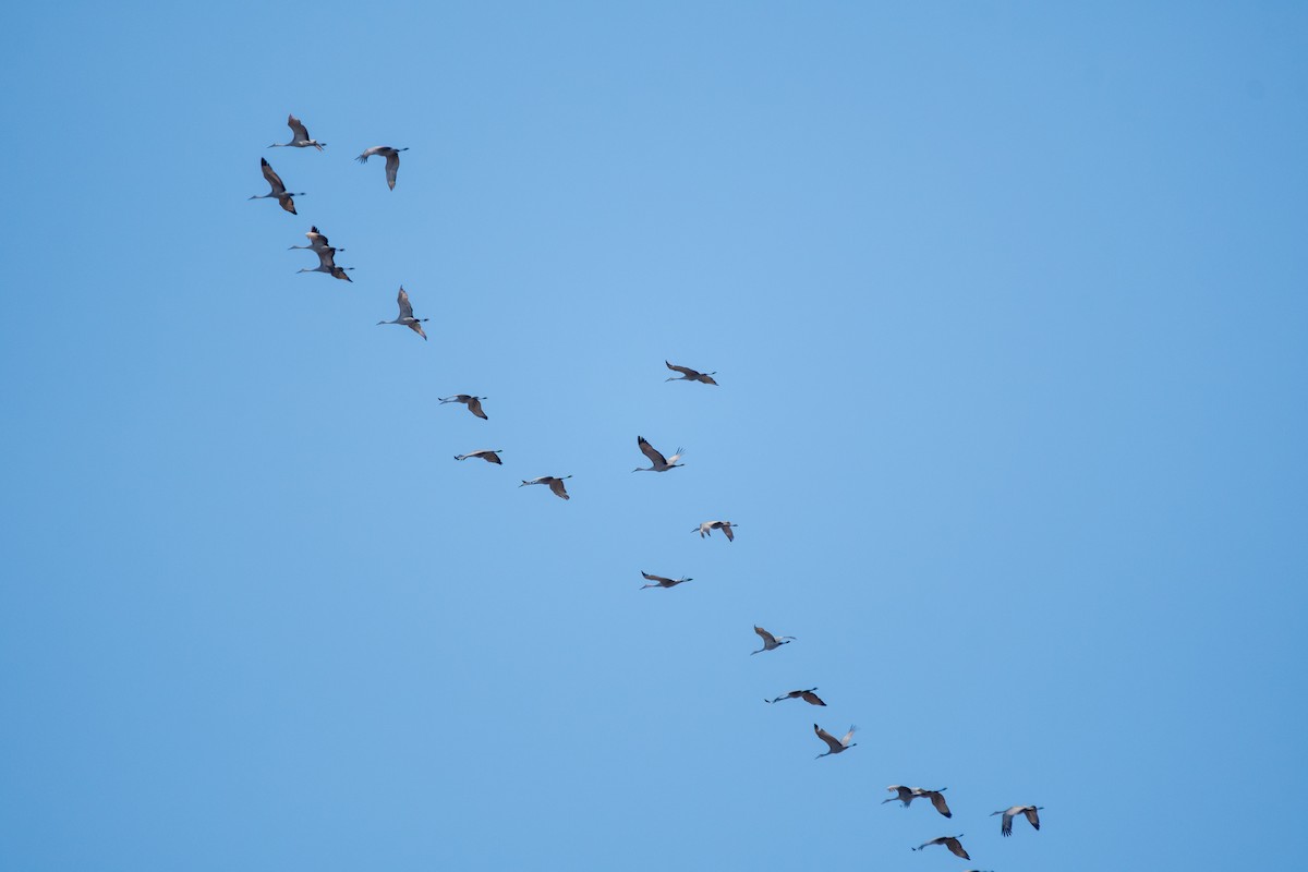 Sandhill Crane - ML650603218