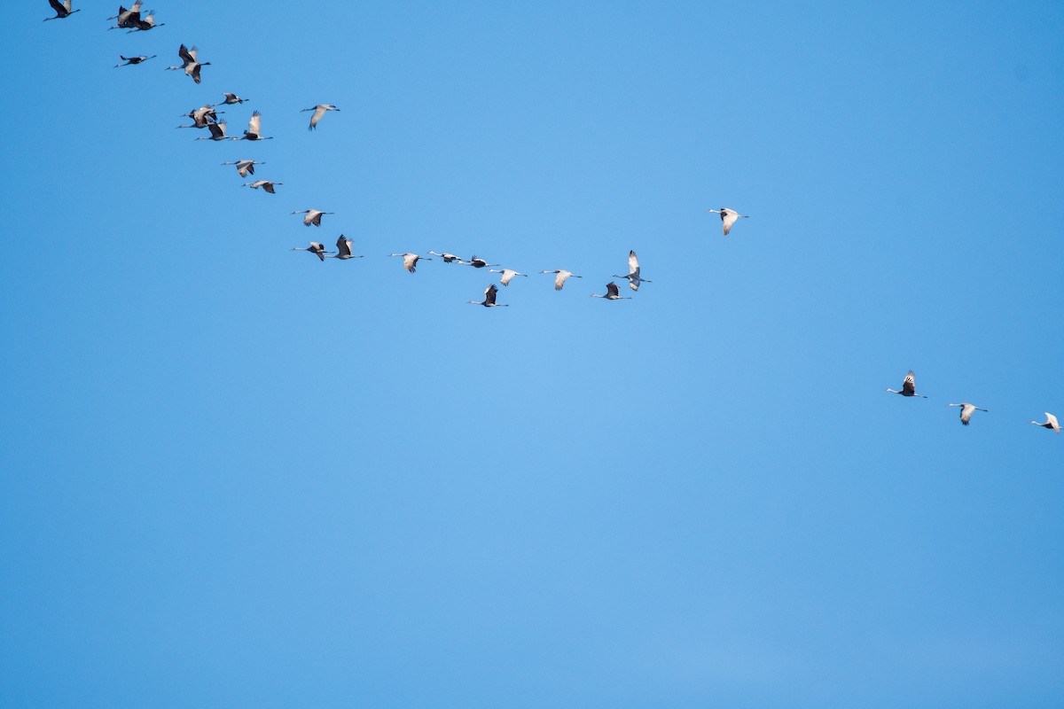 Sandhill Crane - ML650603219