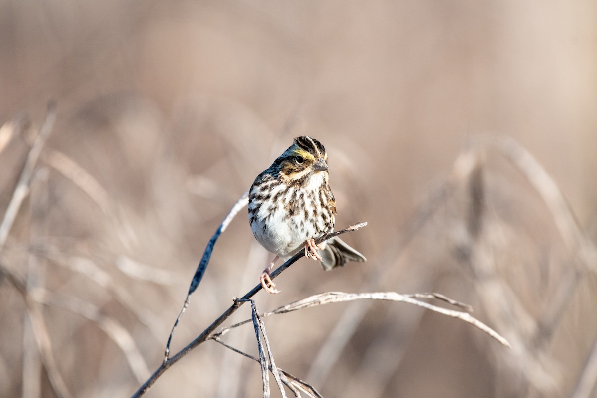 Savannah Sparrow - ML650603250