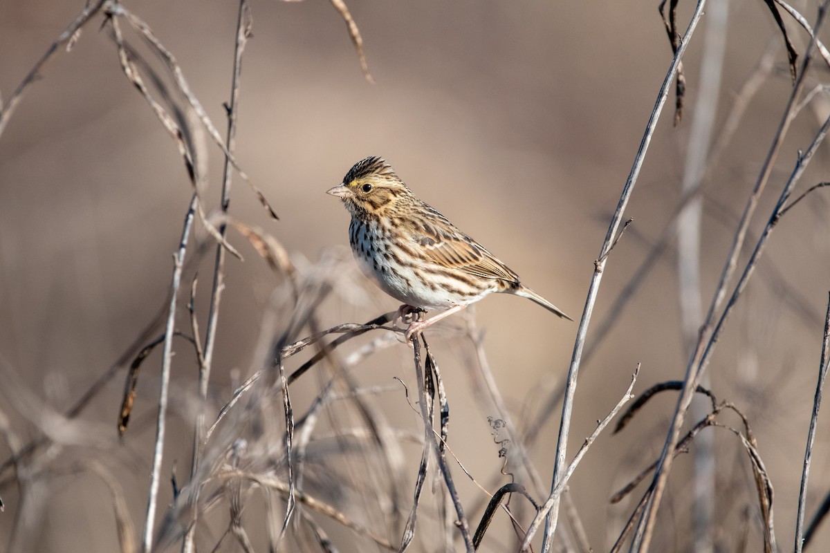 Savannah Sparrow - ML650603251