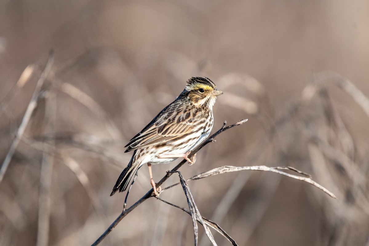Savannah Sparrow - ML650603252