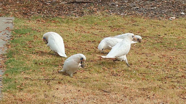 Какаду малий - ML650603358