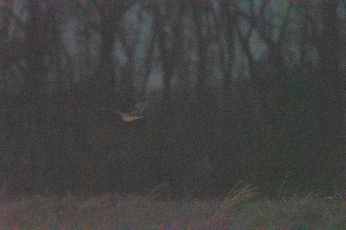 Short-eared Owl - ML650603380