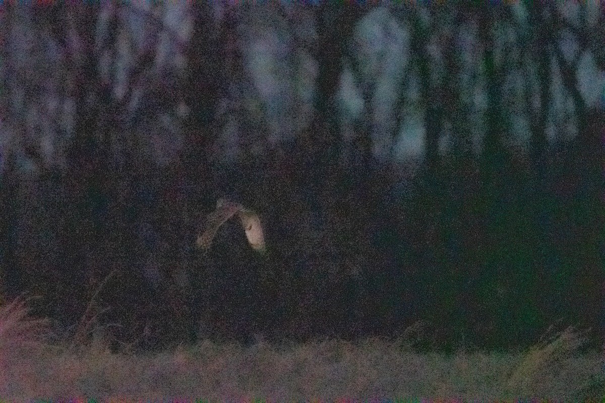 Short-eared Owl - ML650603381