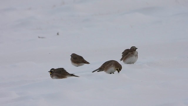 Horned Lark - ML650603395