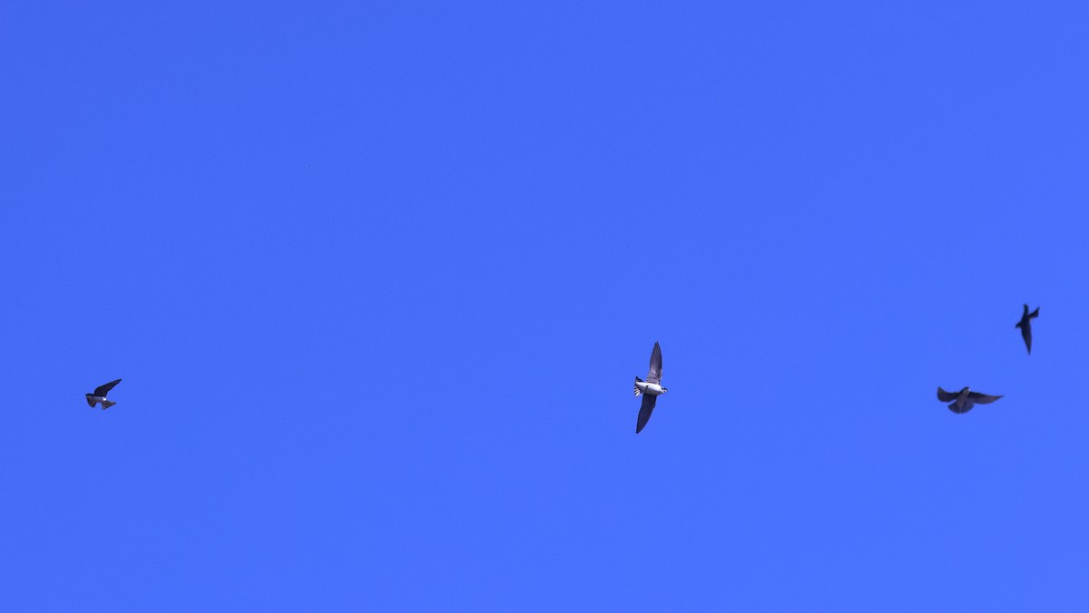 Tree Swallow - ML650603433