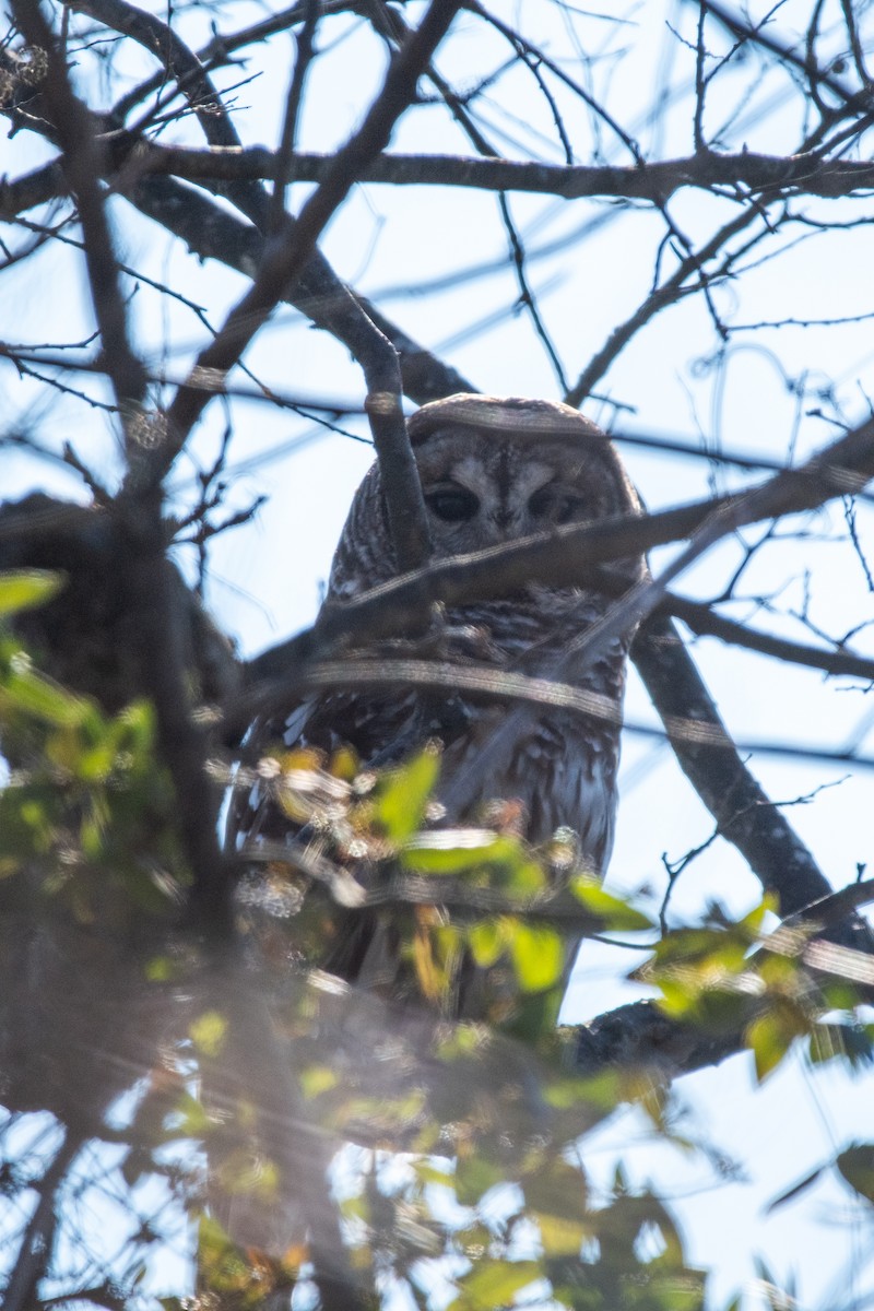 Barred Owl - ML650603462