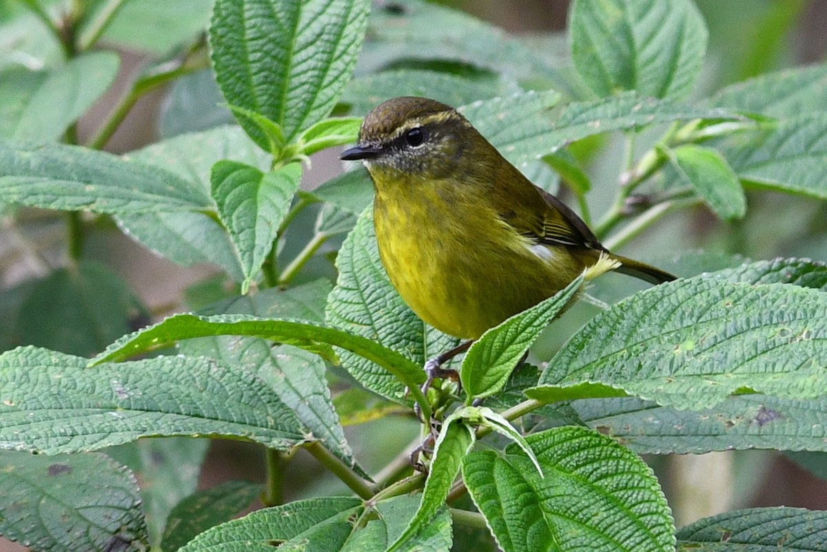 Negros Leaf Warbler - ML650603613