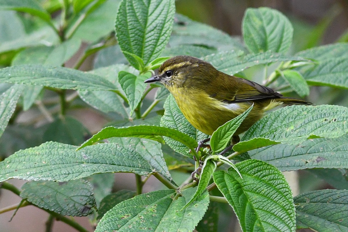 Negros Leaf Warbler - ML650603614
