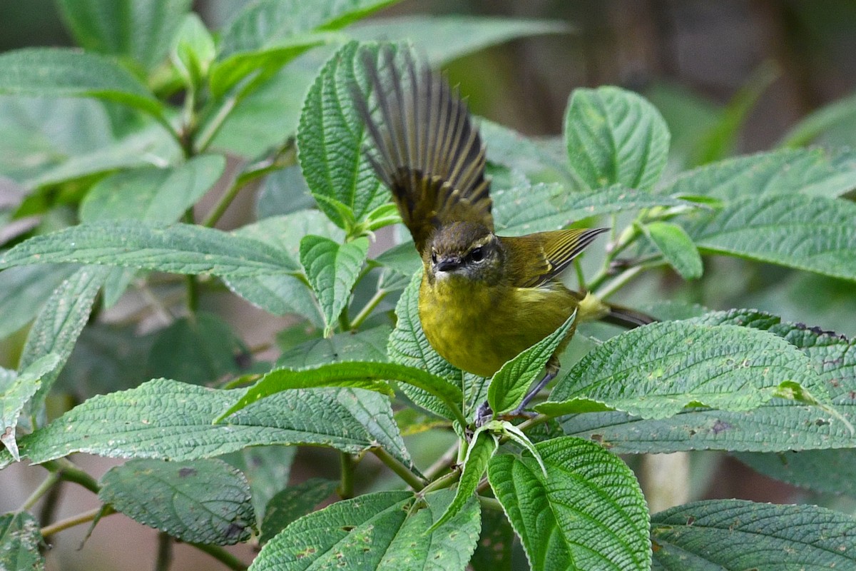 Negros Leaf Warbler - ML650603615