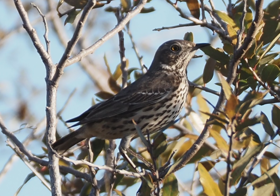 eBird Checklist - 7 Feb 2026 - Flying X Ranch (restricted access) - 20 ...