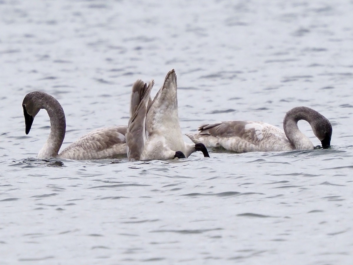 trompetsvane - ML650603812