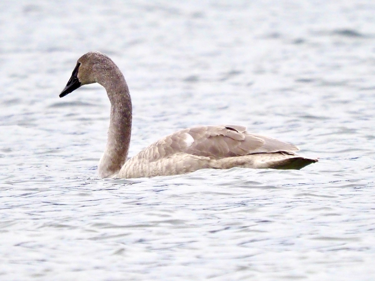 trompetsvane - ML650603822