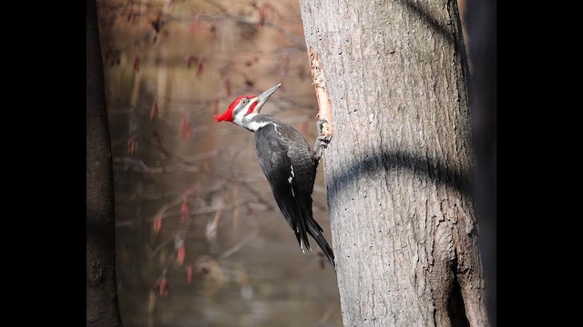 Pileated Woodpecker - ML650603861