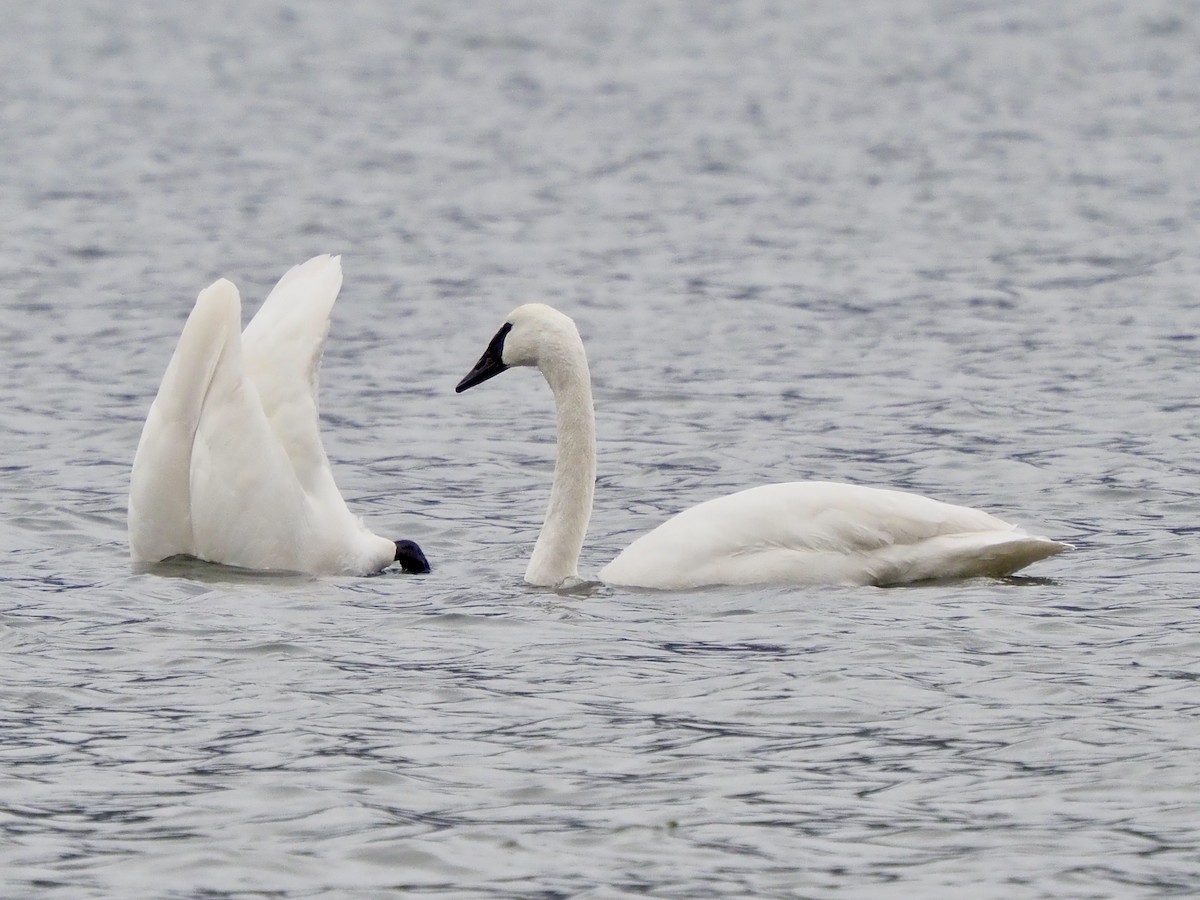 trompetsvane - ML650603872