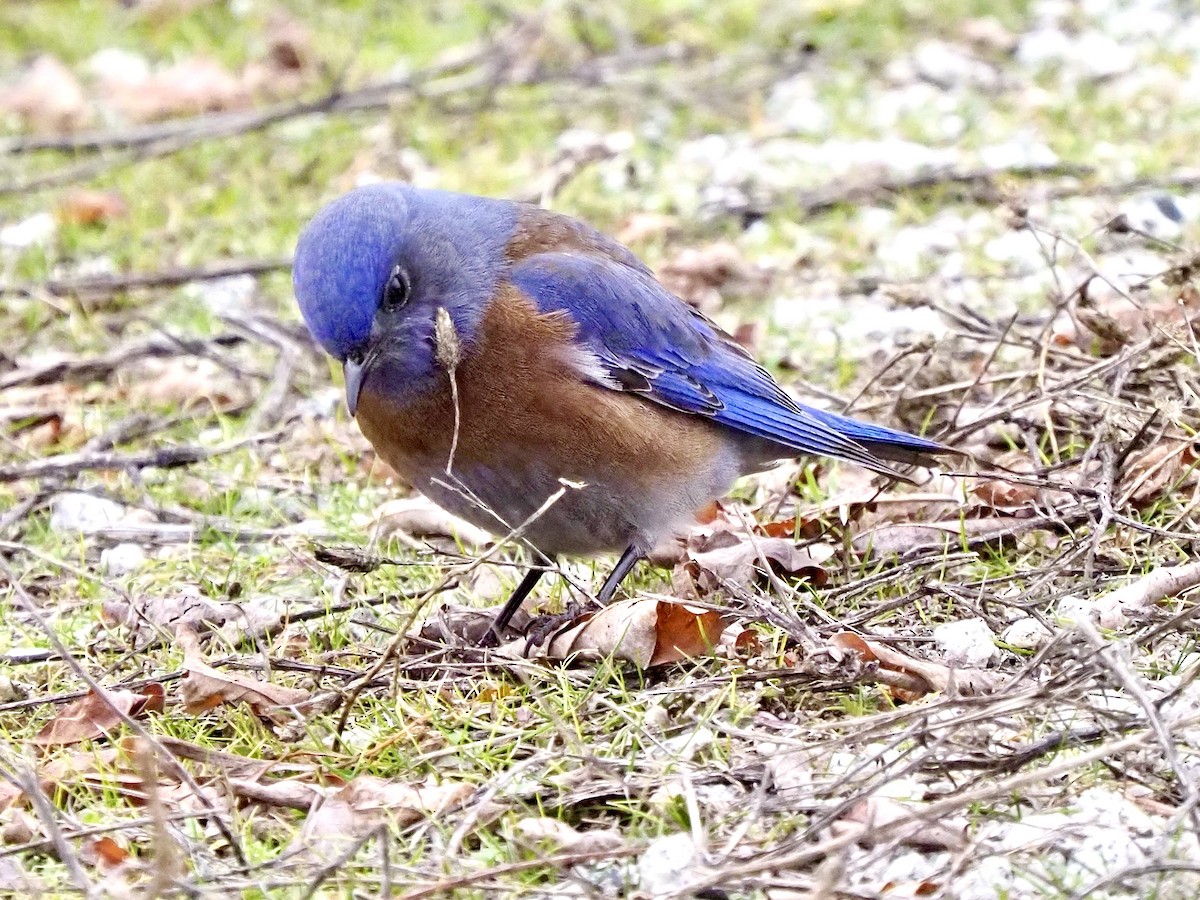 vestblåfugl - ML650603900