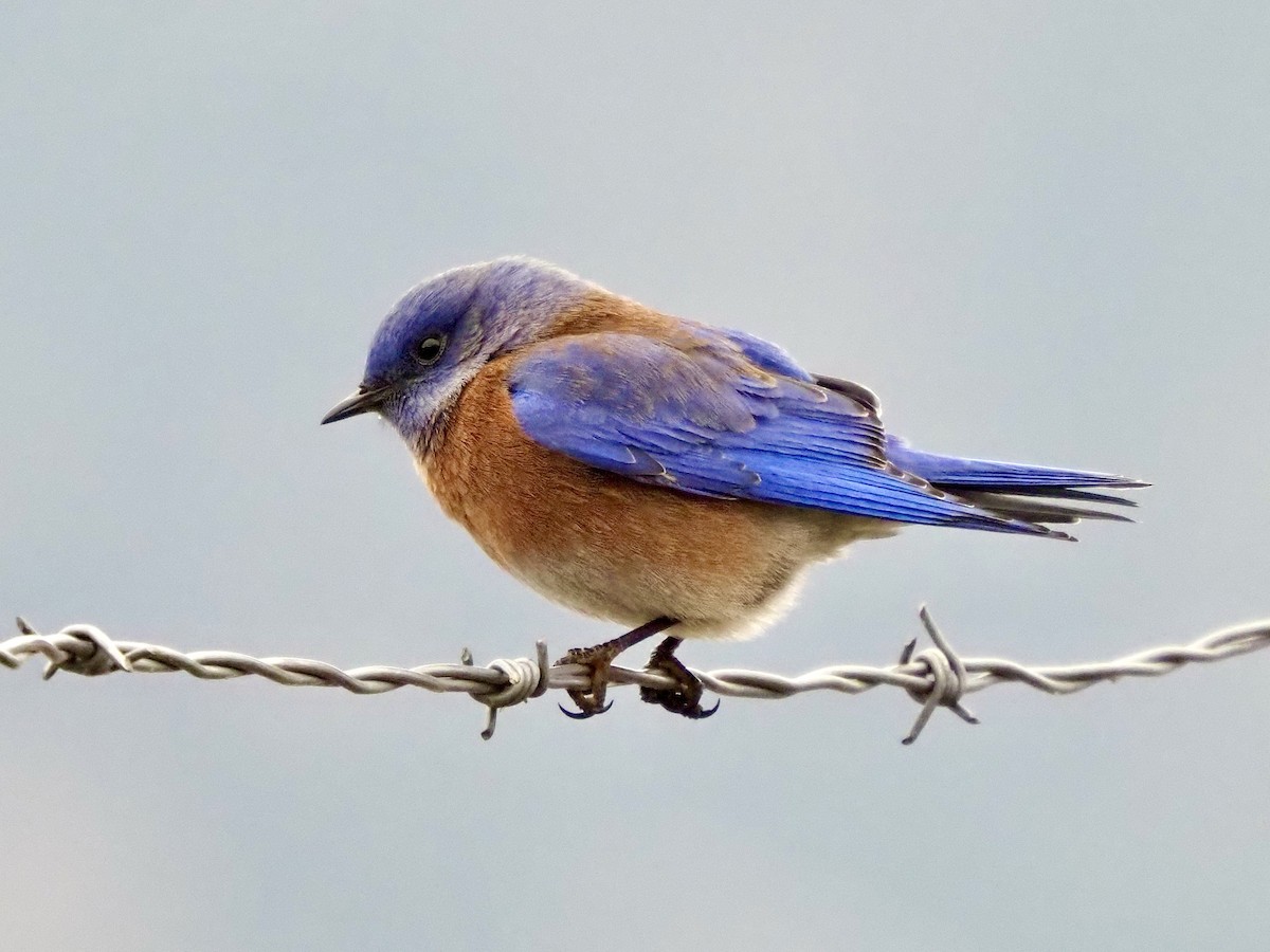 vestblåfugl - ML650603905