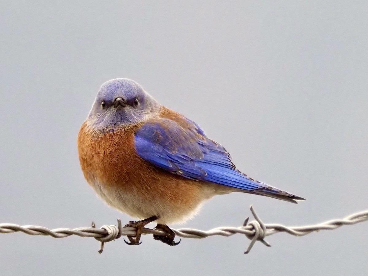 vestblåfugl - ML650603908