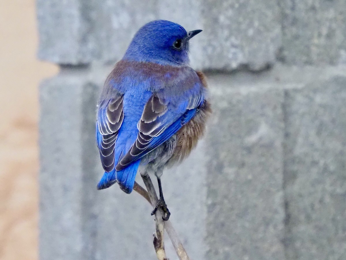 vestblåfugl - ML650603929