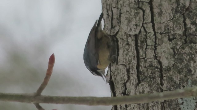 Red-breasted Nuthatch - ML650603949