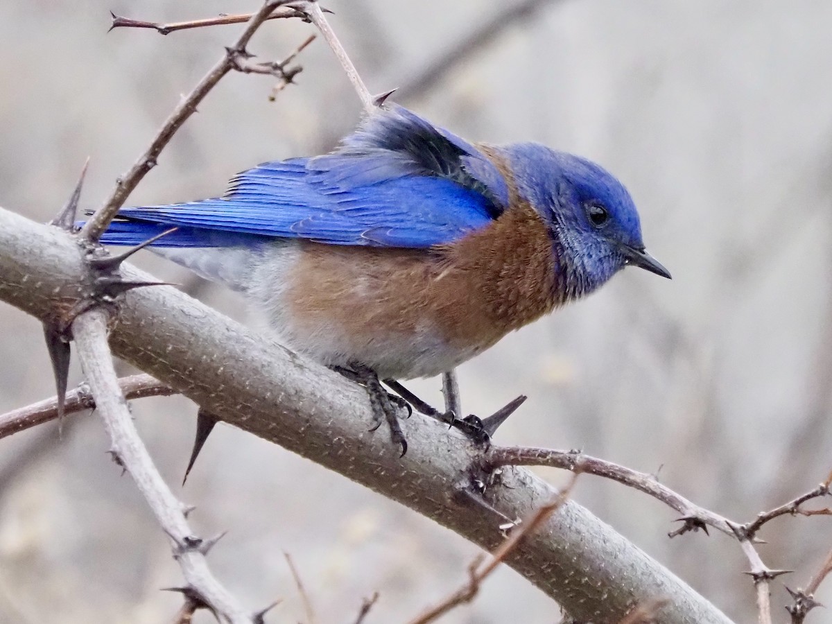 vestblåfugl - ML650603962