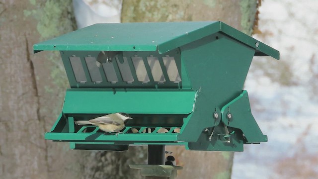 Red-breasted Nuthatch - ML650603992