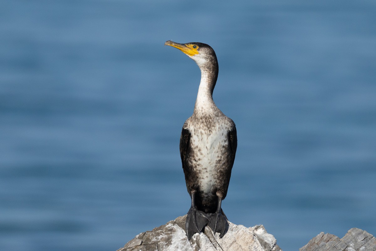Japanese Cormorant - ML650604611