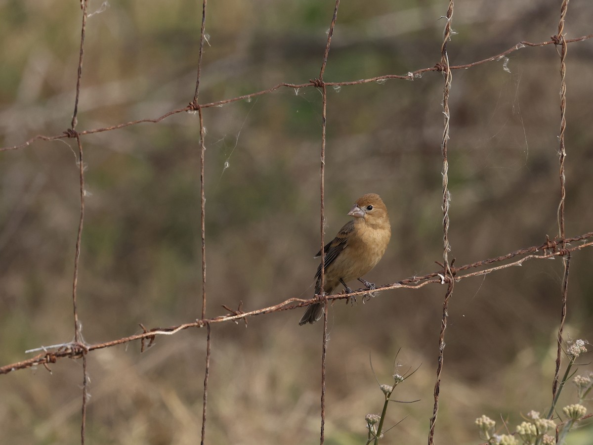 Mavi Çinte - ML650604819