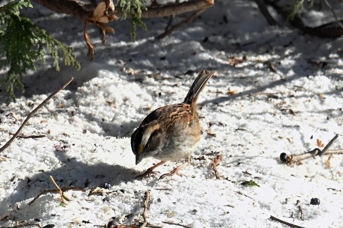 Белогорлая зонотрихия - ML650604829