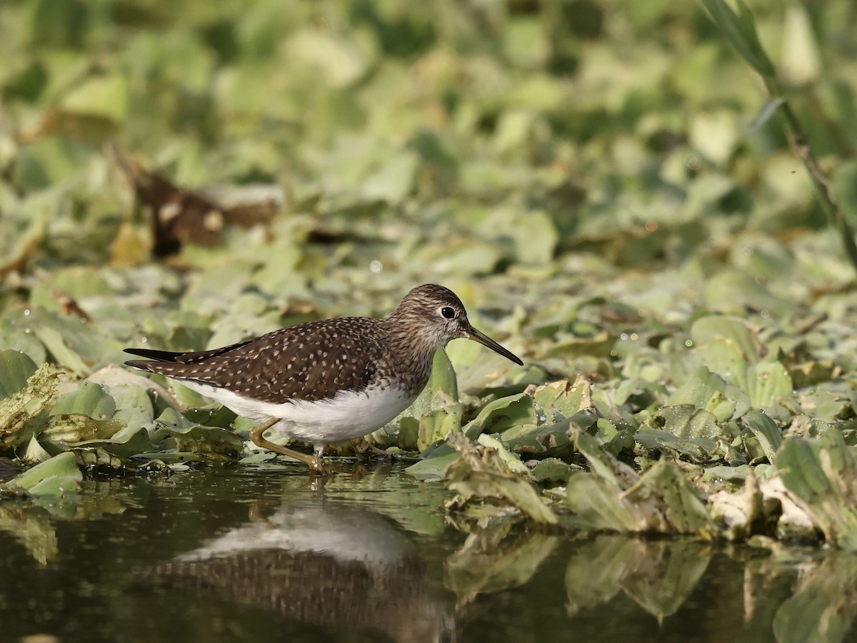 Einsiedelwasserläufer - ML650605139