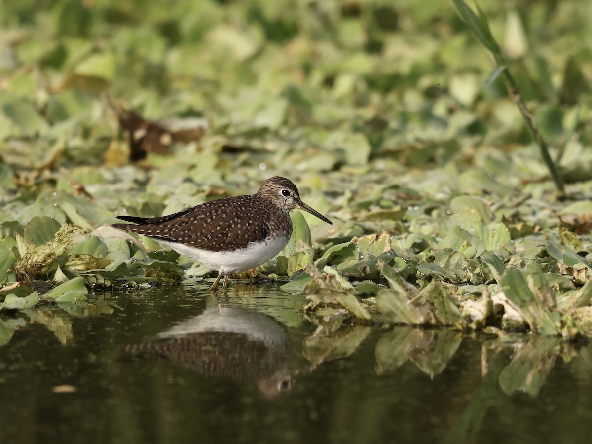 Einsiedelwasserläufer - ML650605140