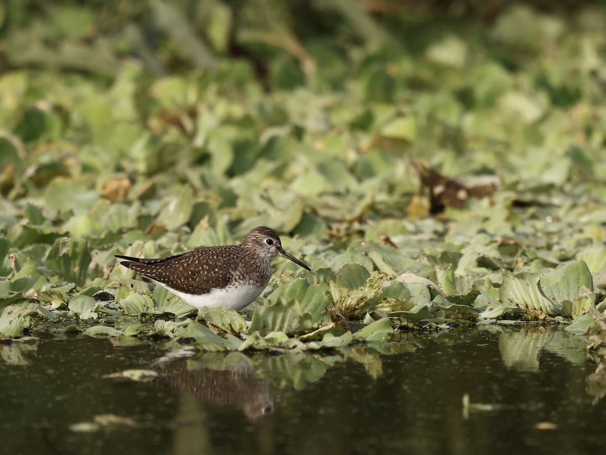 Einsiedelwasserläufer - ML650605141