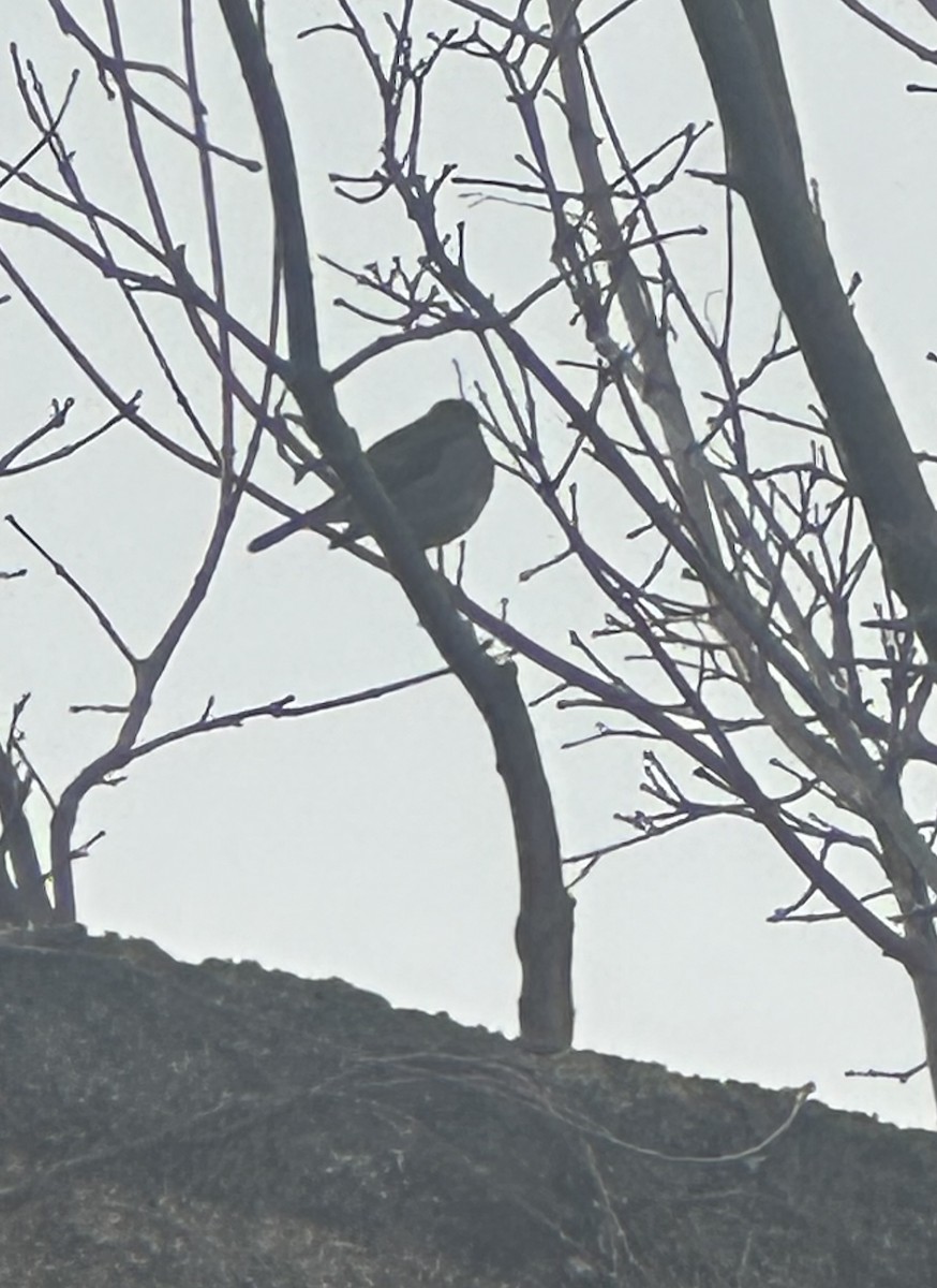 Зарянка - ML650605462