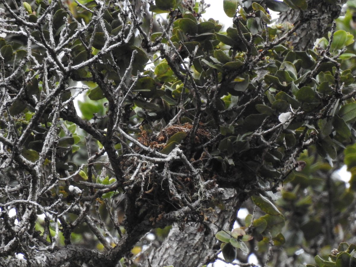 Hawaii Creeper - ML650605591