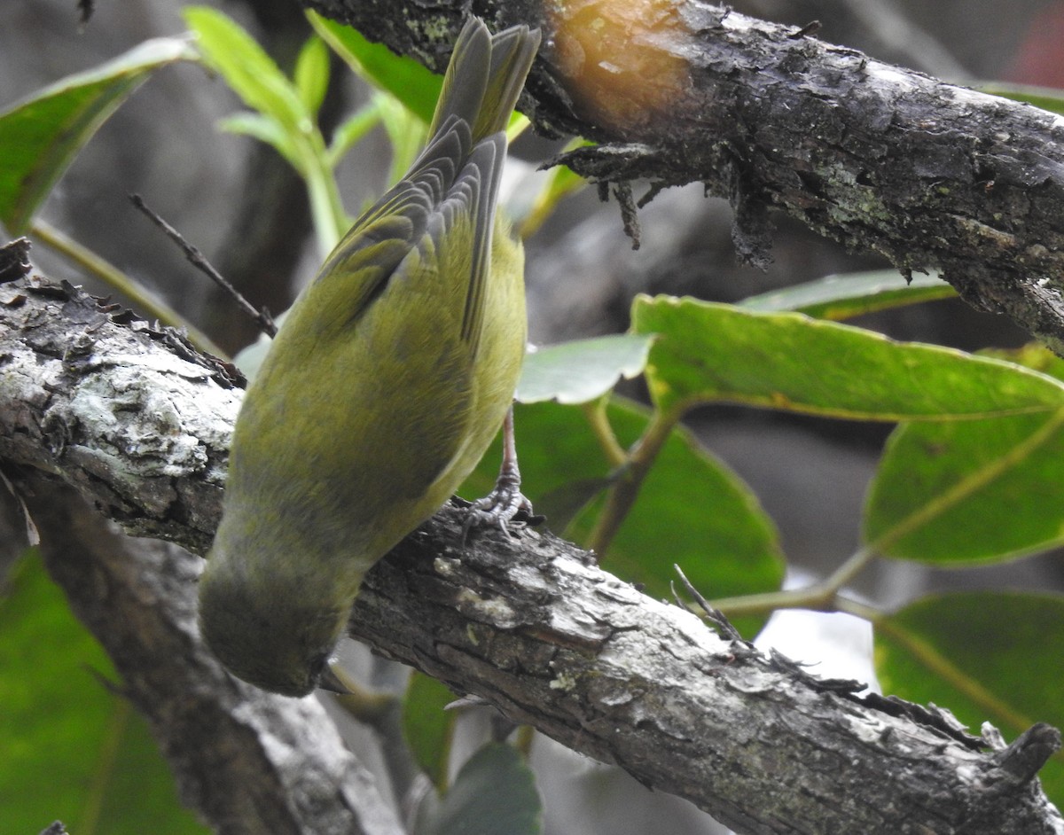 Hawaii Creeper - ML650605592
