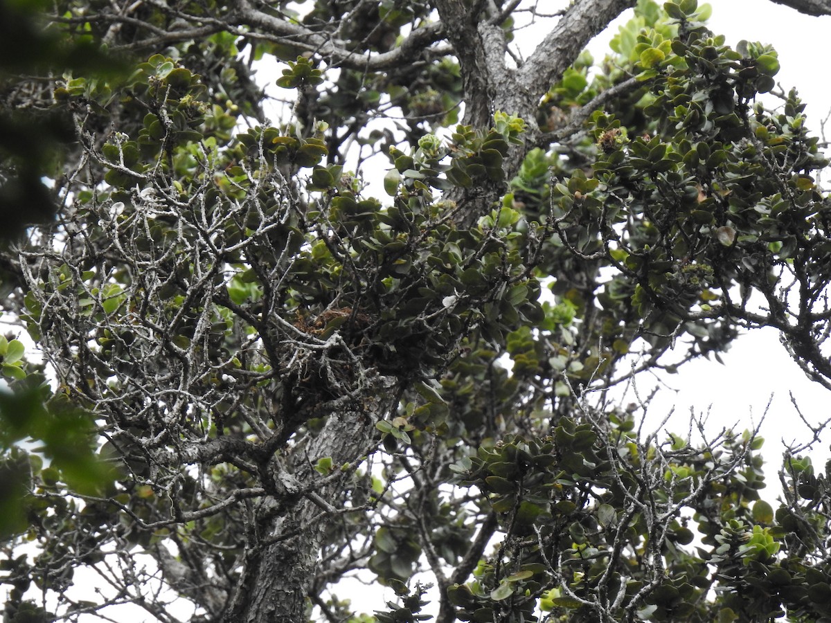 Hawaii Creeper - ML650605593