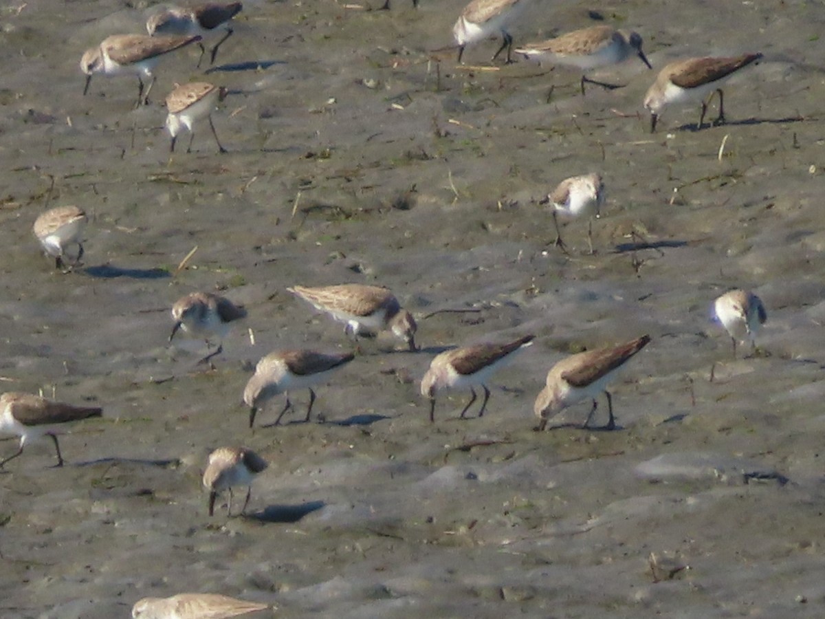 Bergstrandläufer - ML650606238