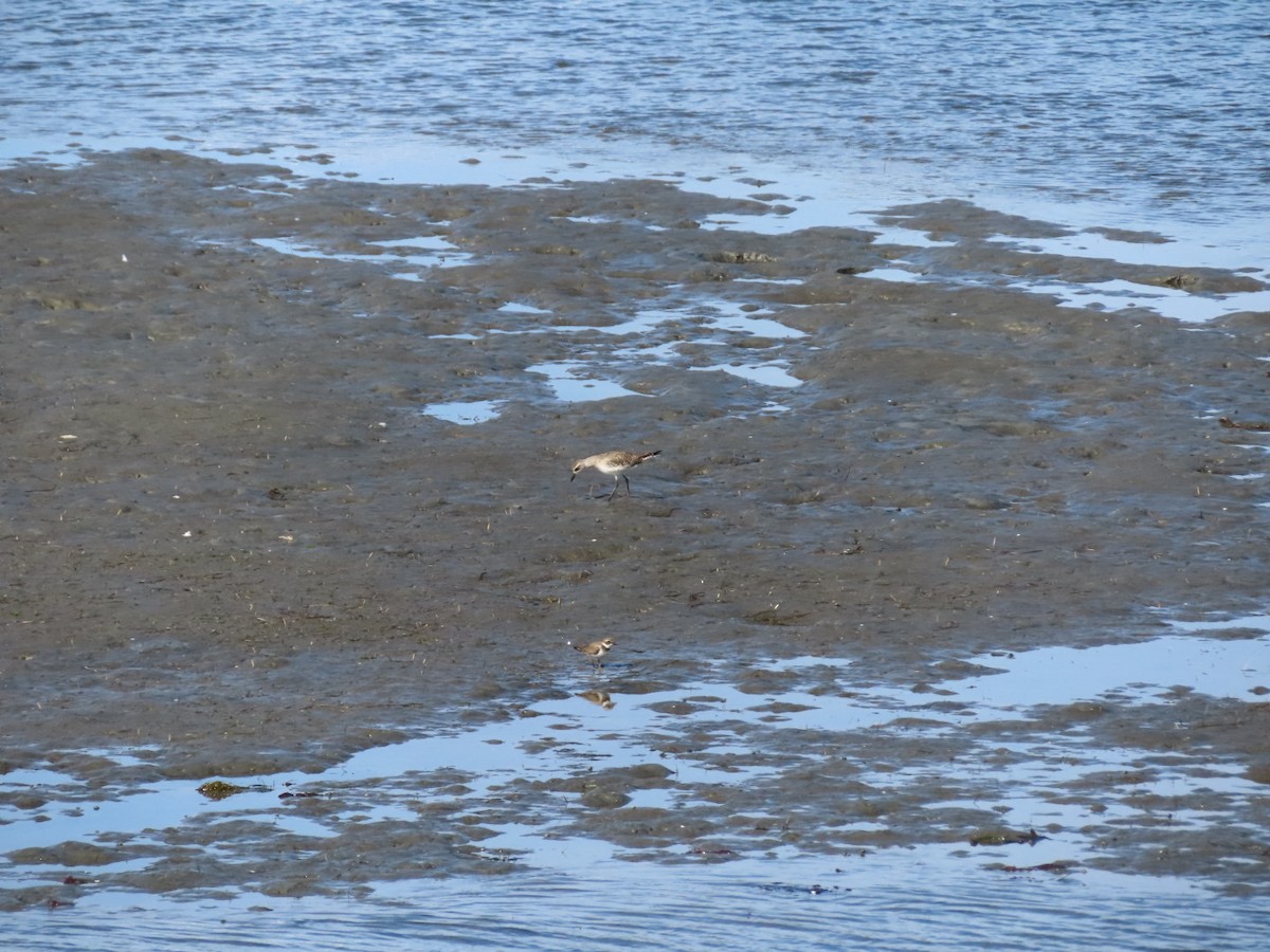 Bergstrandläufer - ML650606239