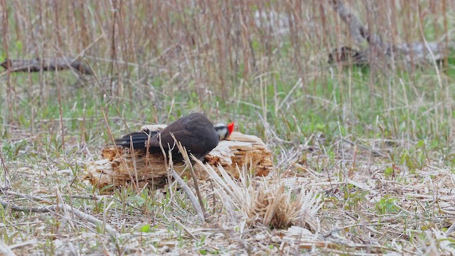 Kuzey Amerika Kara Ağaçkakanı - ML650606472