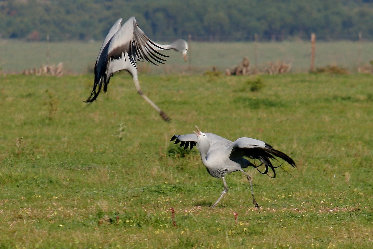 Blue Crane - ML650606648