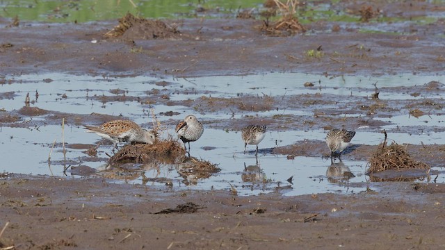 Малый песочник - ML650606717