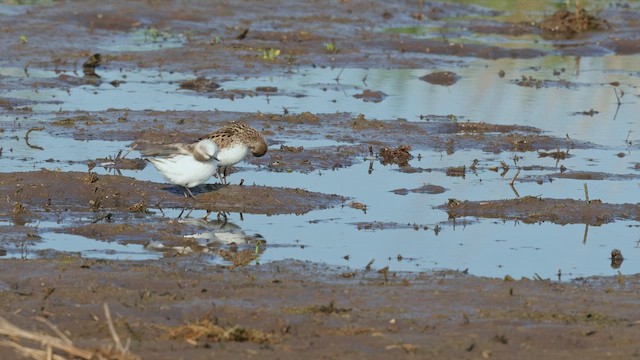 Малый песочник - ML650606726