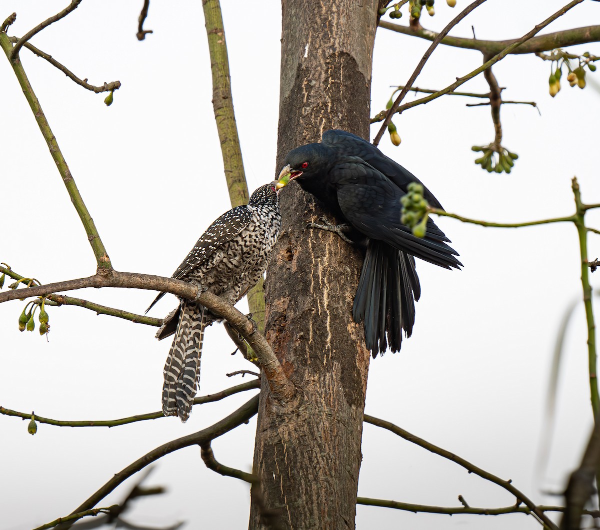 Asian Koel - ML650606727