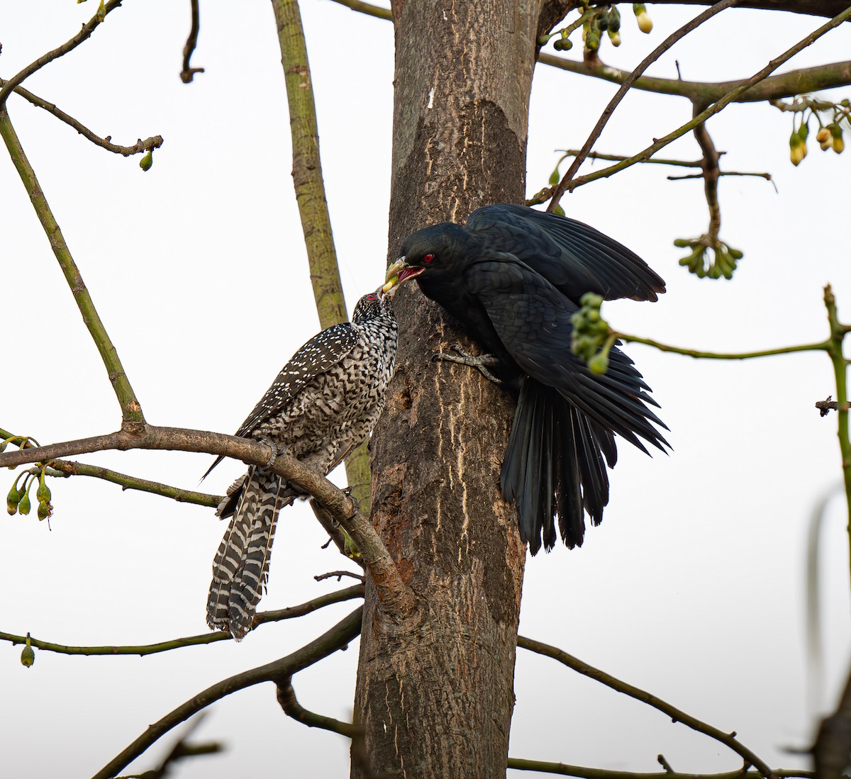 Asian Koel - ML650606728
